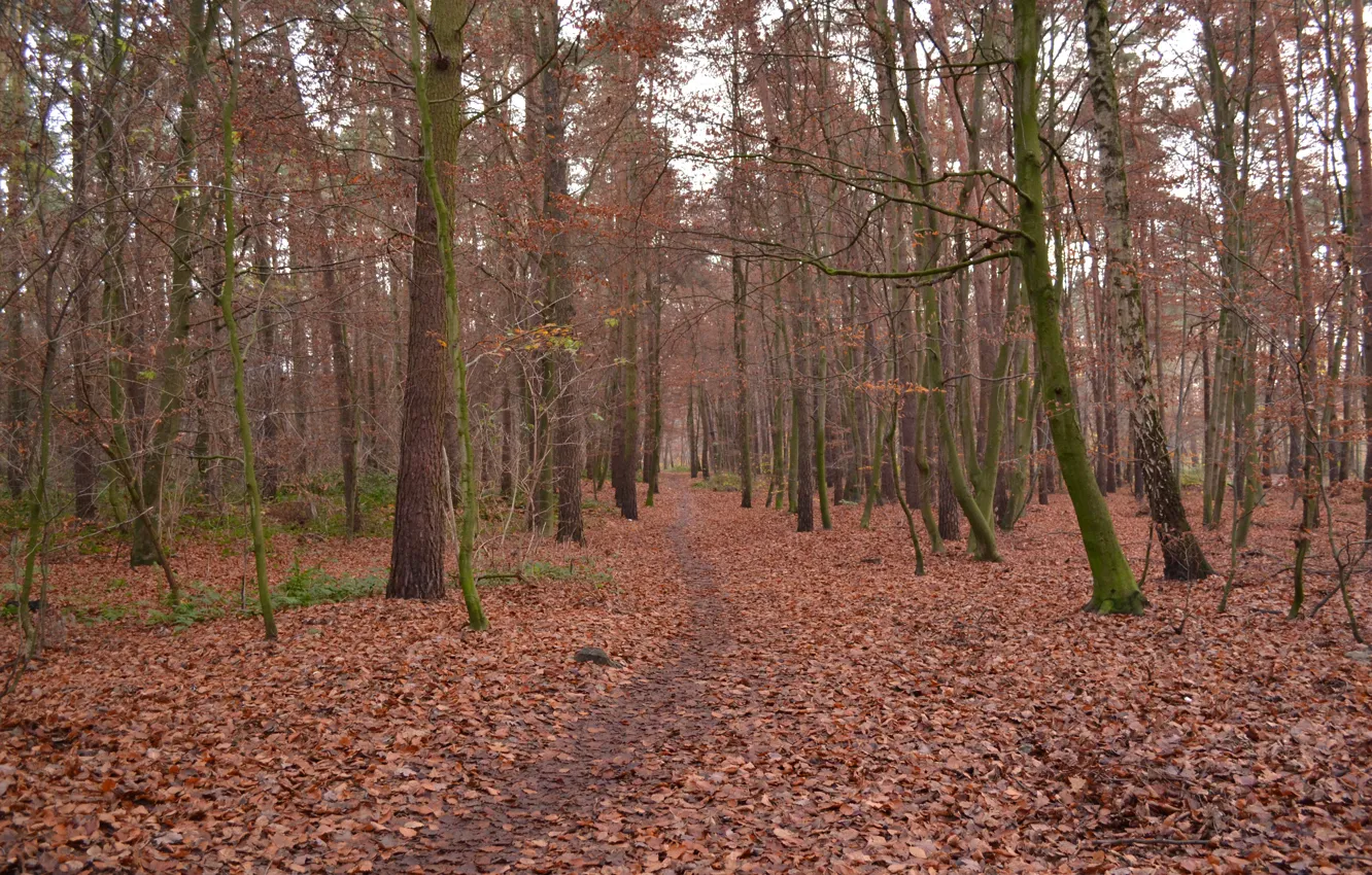 Photo wallpaper autumn, forest, foliage, trail, forest, falling leaves, autumn, leaves