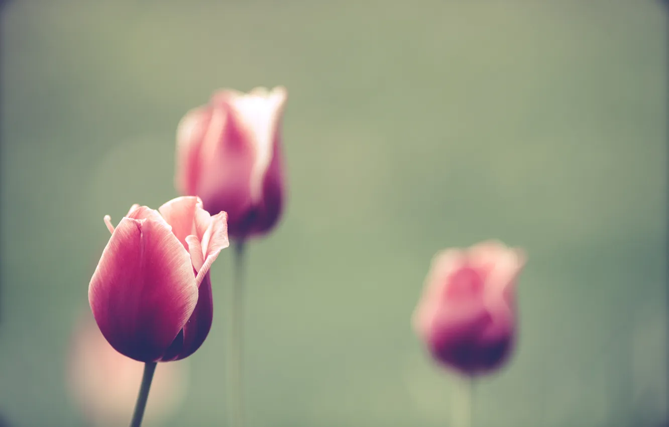 Photo wallpaper summer, flowers, nature, tulips