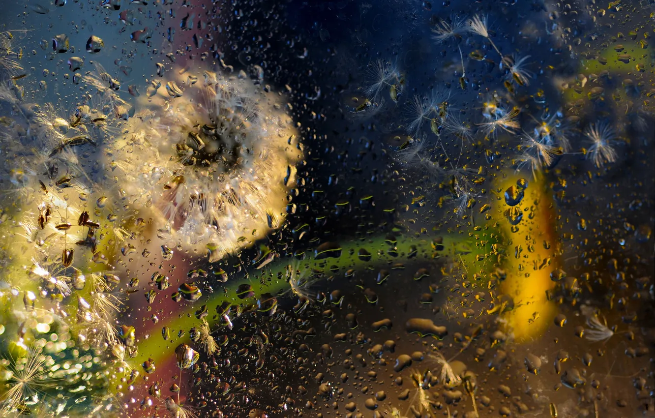 Photo wallpaper glass, drops, flowers, rain