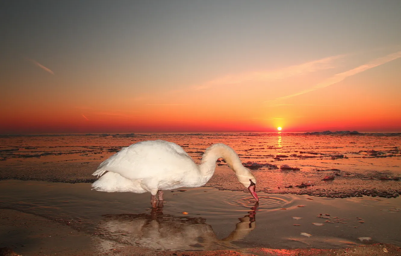 Photo wallpaper sea, the sky, landscape, sunset, nature, swans, Wallpaper for desktop