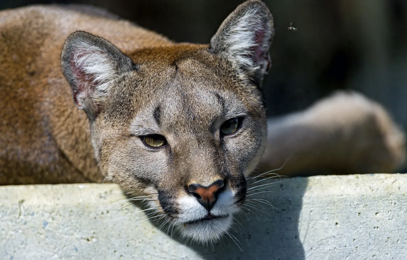 Photo wallpaper cat, face, fly, predator, Puma, mountain lion, Cougar