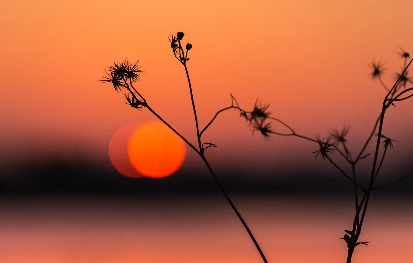 Photo wallpaper sunset, plant, silhouette