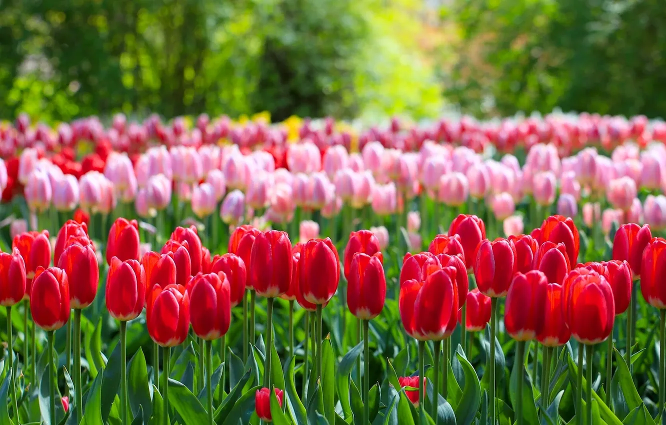 Photo wallpaper Park, tulips, buds