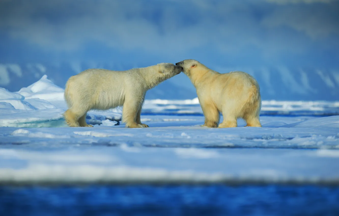 Photo wallpaper ice, snow, pair, polar bears, Arctic