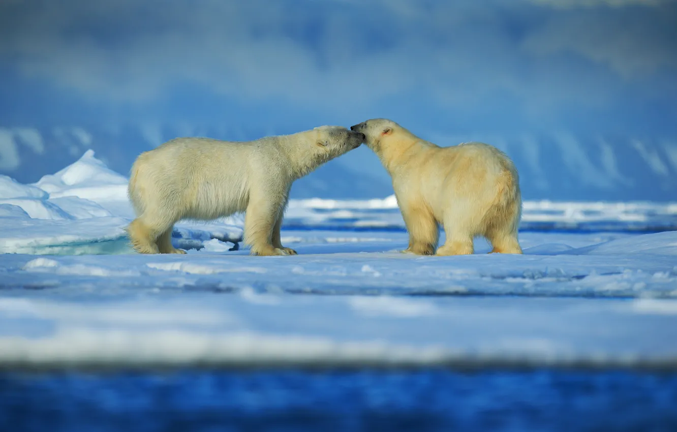 Photo wallpaper snow, ice, pair, polar bears, Arctic