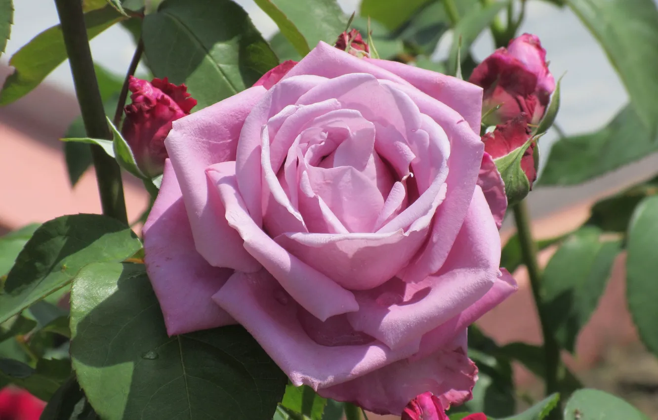 Photo wallpaper nature, background, rose, buds, purple rose, Meduzanol ©