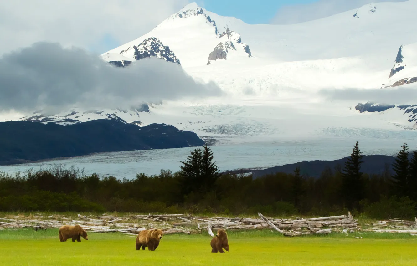 Photo wallpaper landscape, mountains, bears, Alaska, Alaska, grizzly, Grizzly Bears