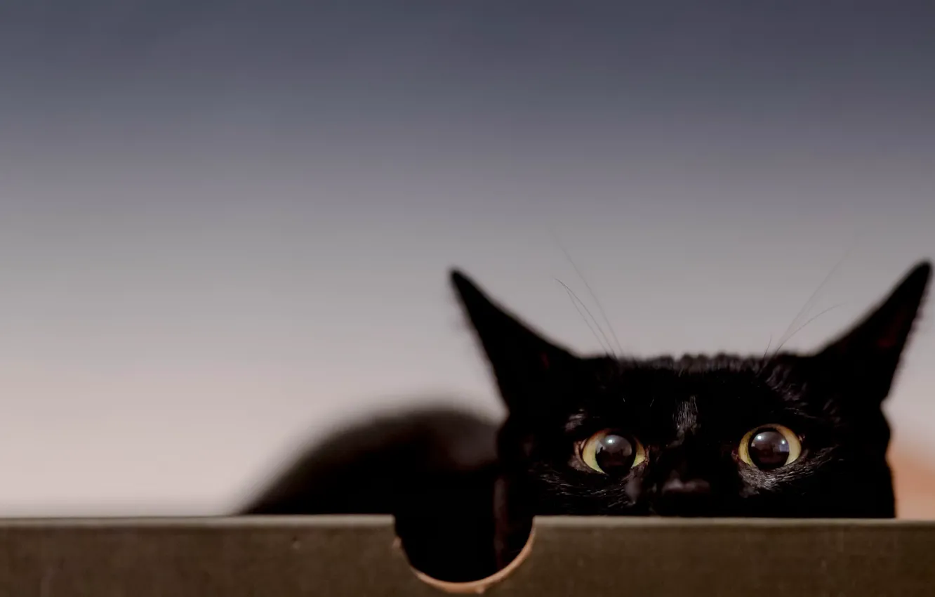 Photo wallpaper cat, look, background