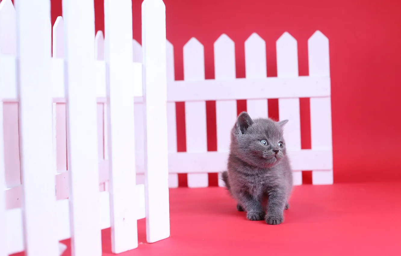 Photo wallpaper the fence, kitty, red background, British