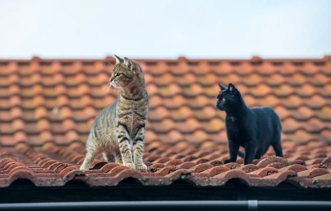 Photo wallpaper roof, mustache, look, cats