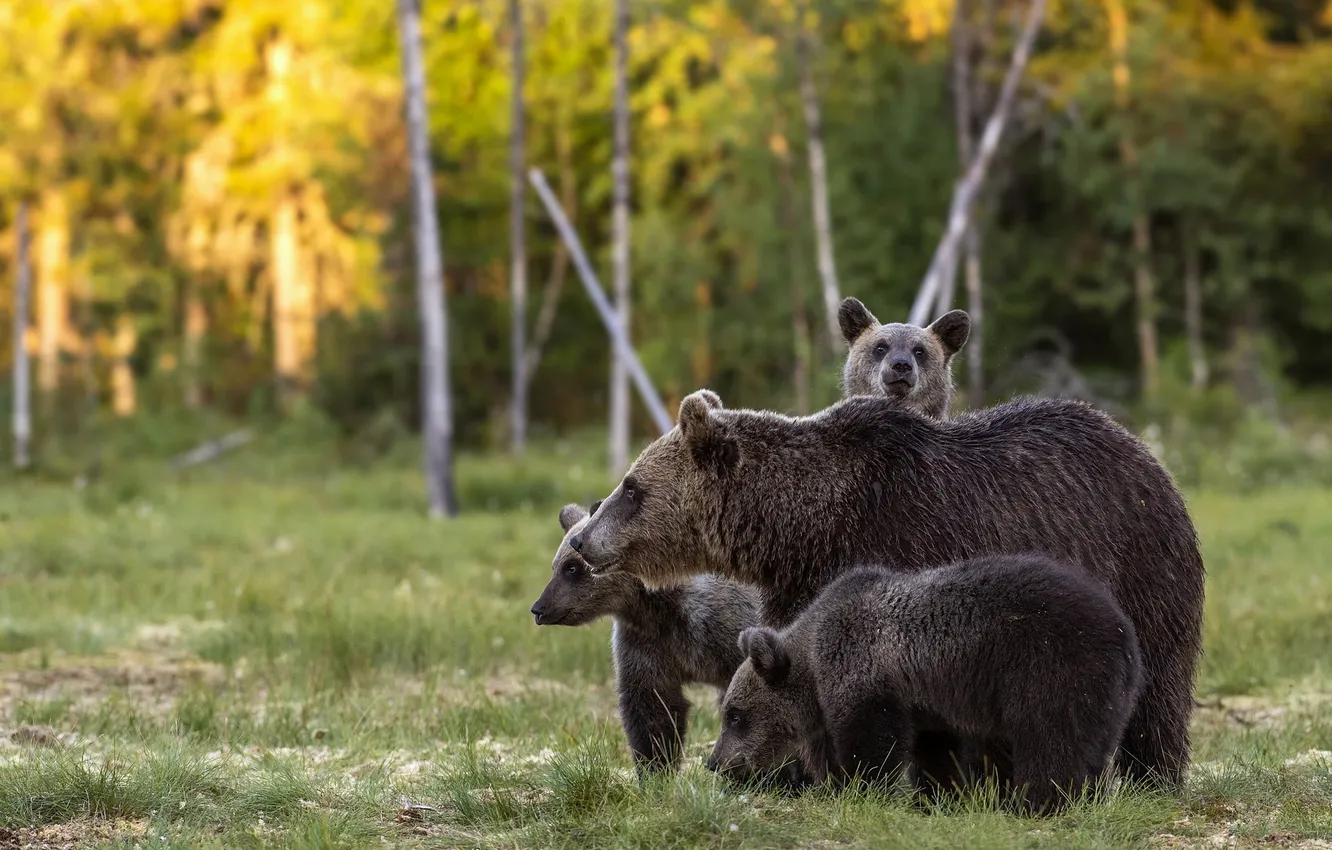 Photo wallpaper forest, bear, bear, bear, mother