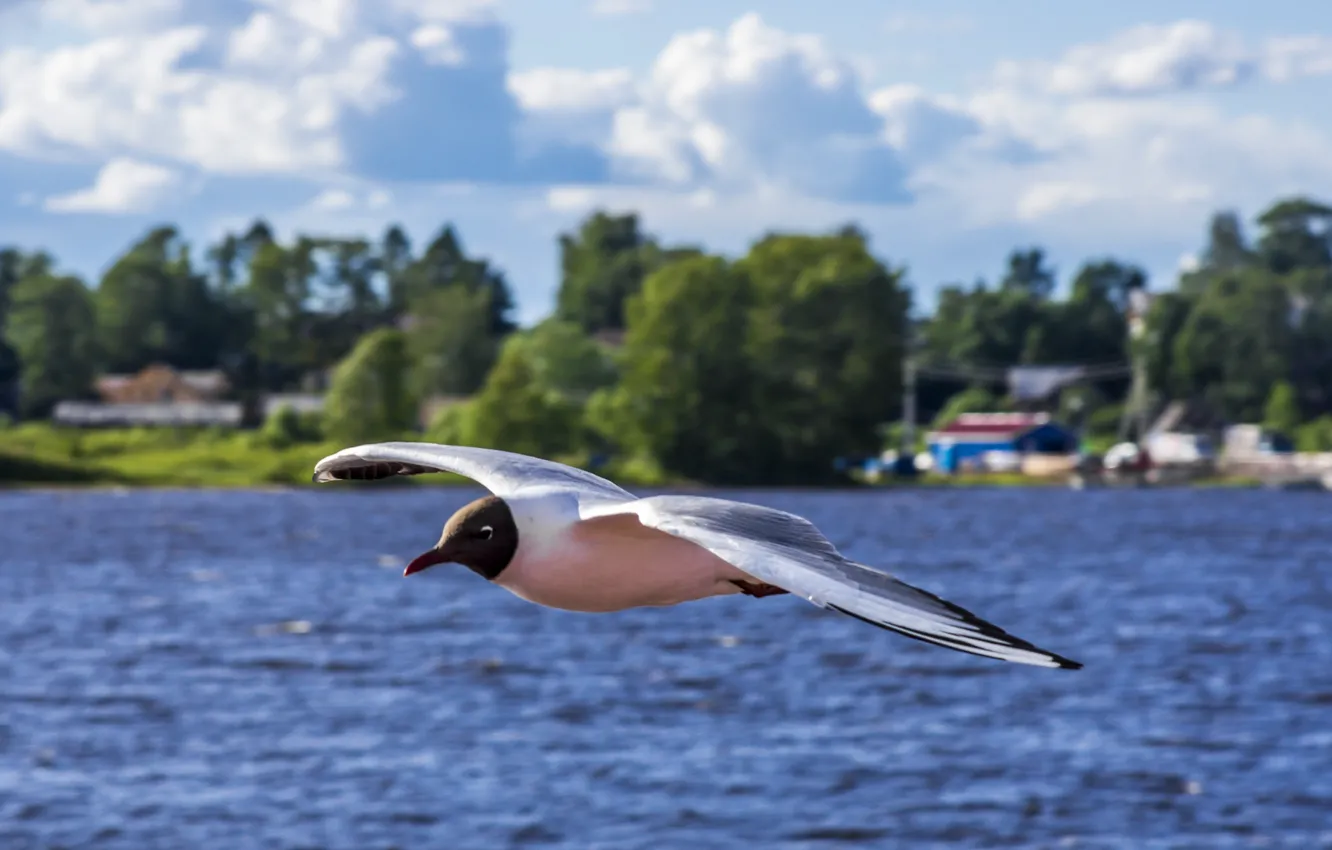 Photo wallpaper sea, flight, bird, seagulls