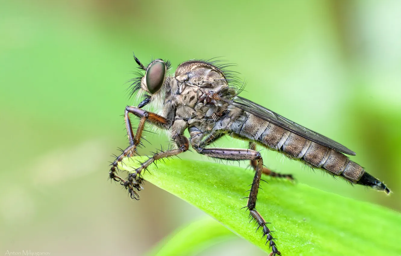 Photo wallpaper leaves, macro, bokeh, The ktyr fly, The ktyr is gigantic.