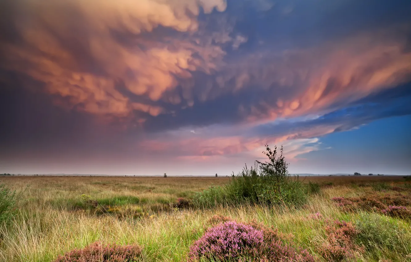 Photo wallpaper field, the sky, grass, clouds, flowers, nature, meadow
