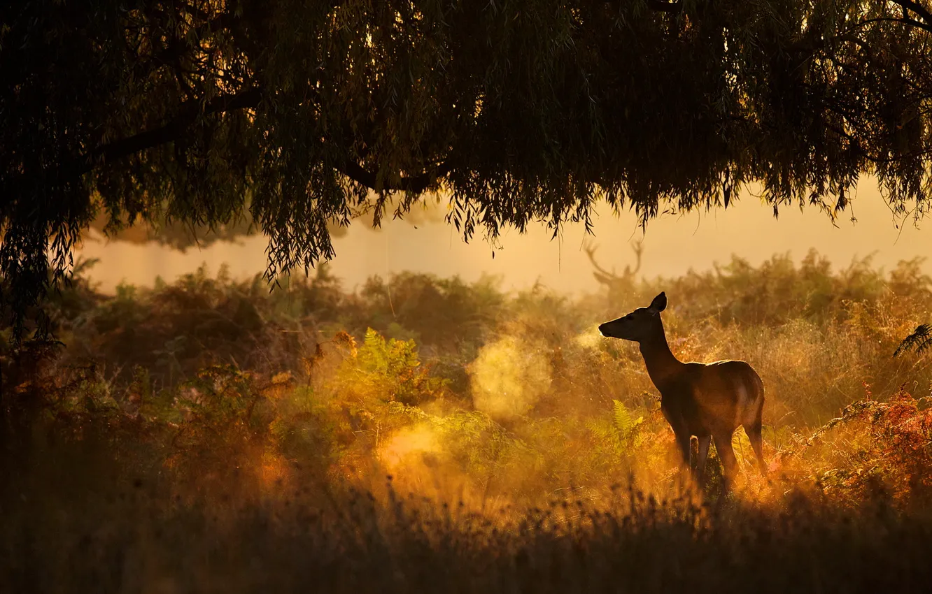 Photo wallpaper forest, nature, animal, deer