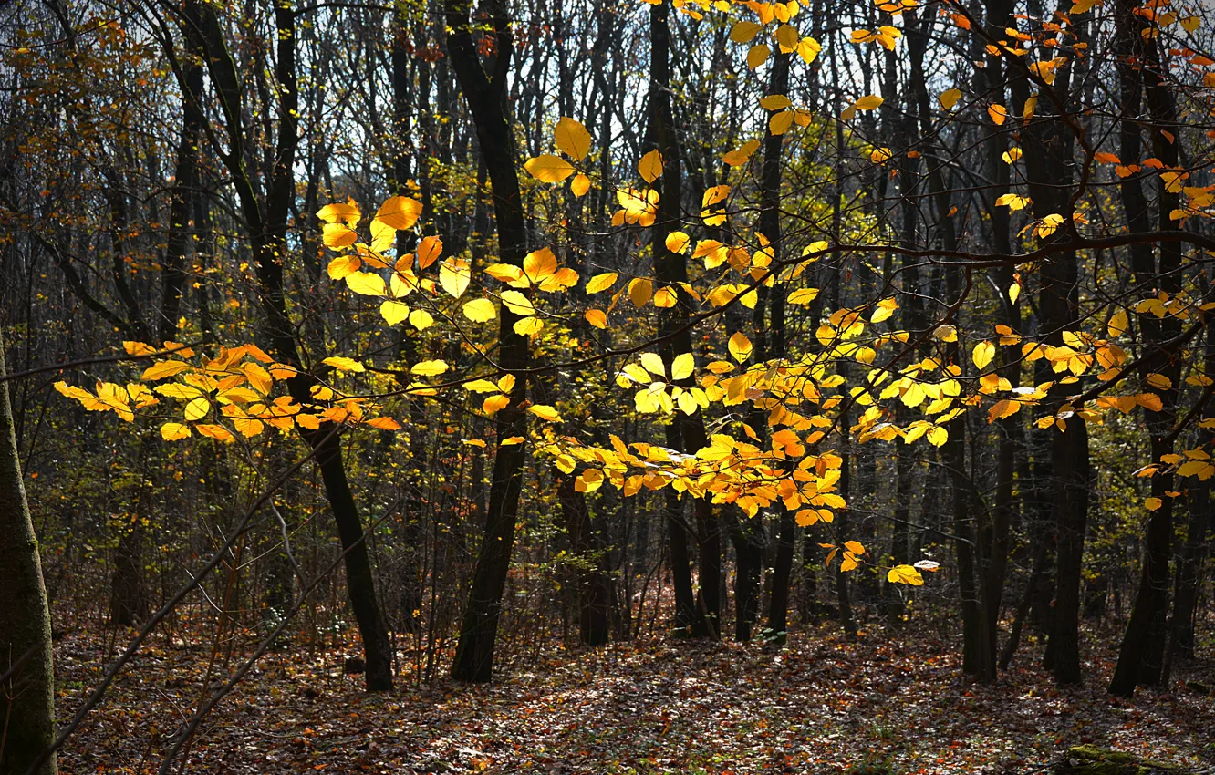 Photo wallpaper trees, Autumn, Forest, Leaves, Fall, Foliage, Autumn, Forest