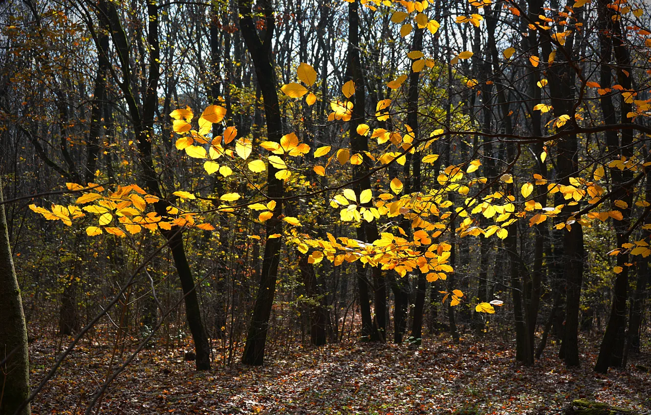 Photo wallpaper autumn, forest, leaves, trees, foliage, forest, autumn, leaves