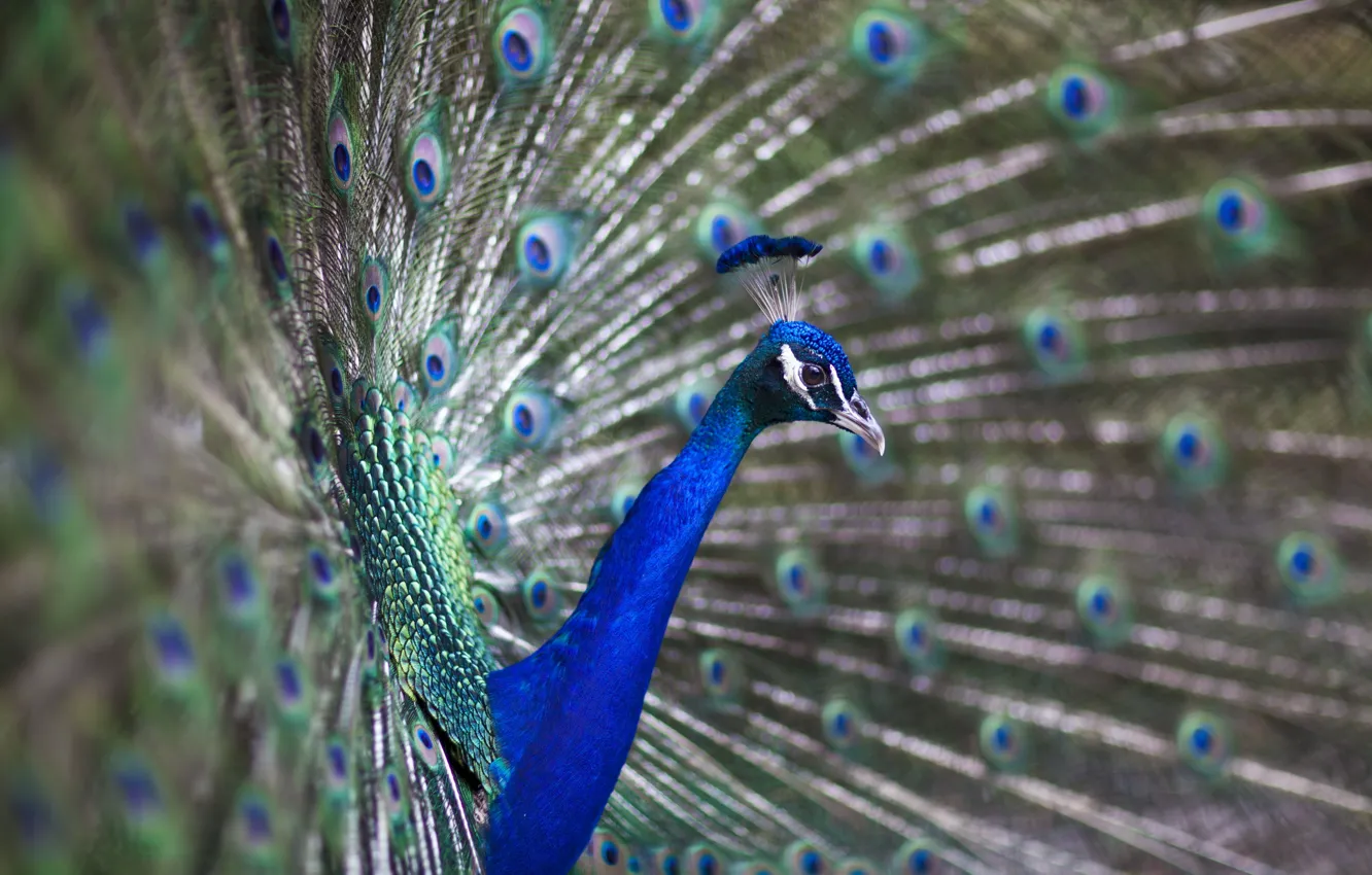 Photo wallpaper bird, blue, peacock
