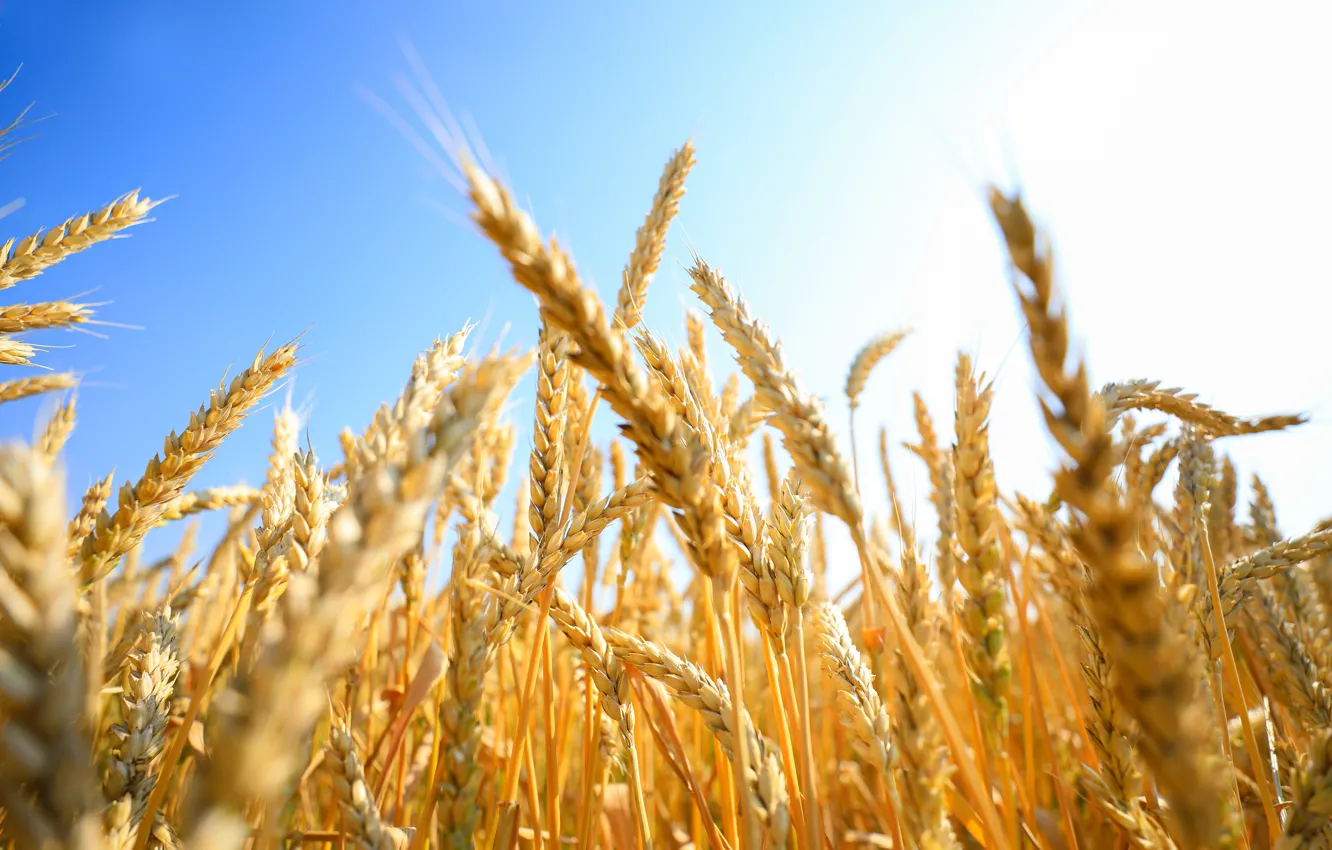 Photo wallpaper wheat, wheat, Dana, Wheat, peasant