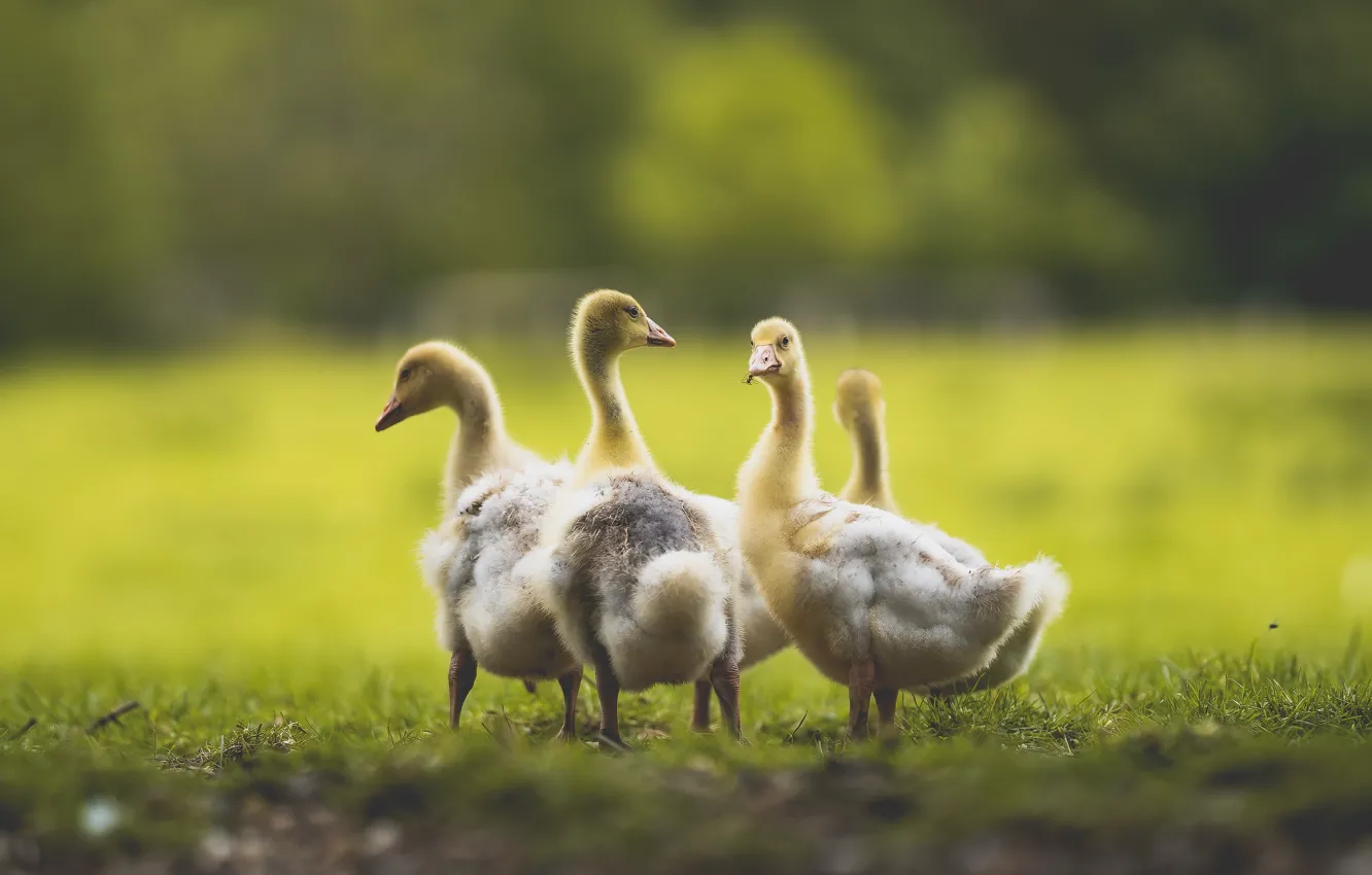 Photo wallpaper nature, bird, duck