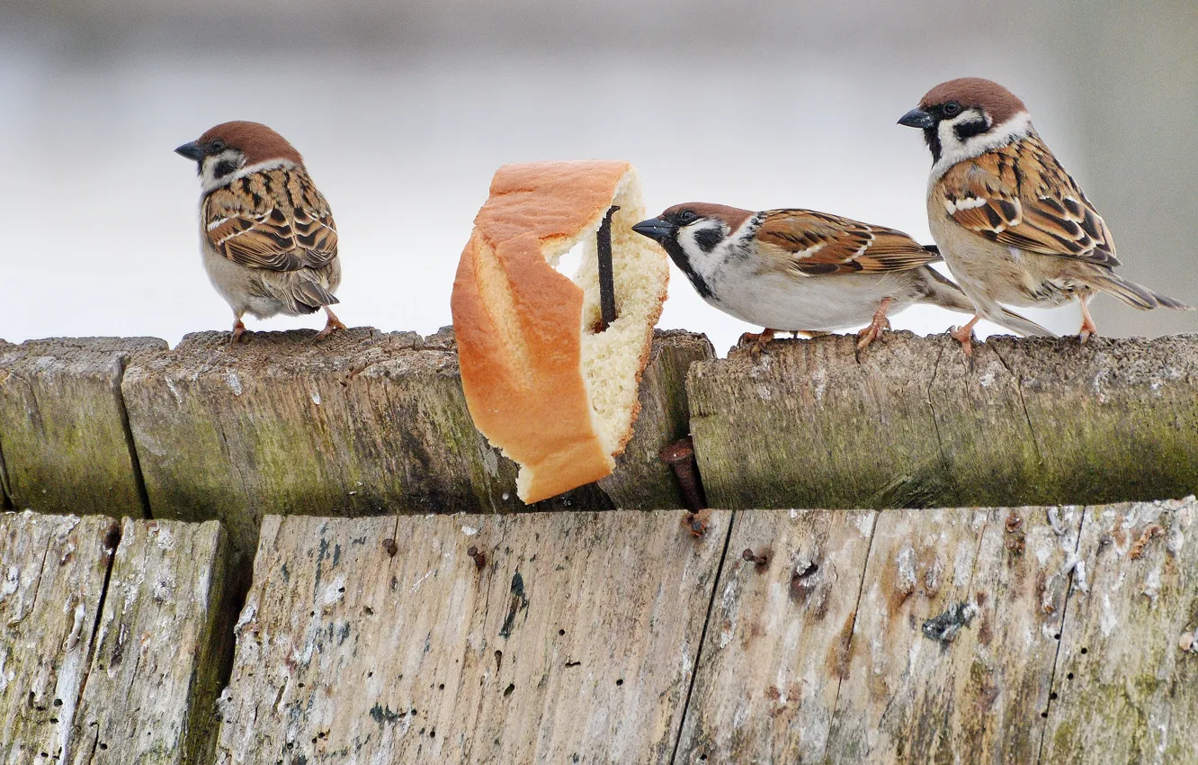 Photo wallpaper bird, Sparrow, looks, baton
