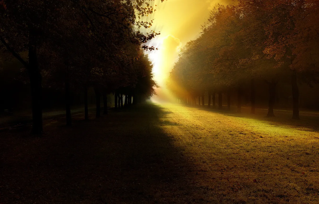 Photo wallpaper light, trees, shadow