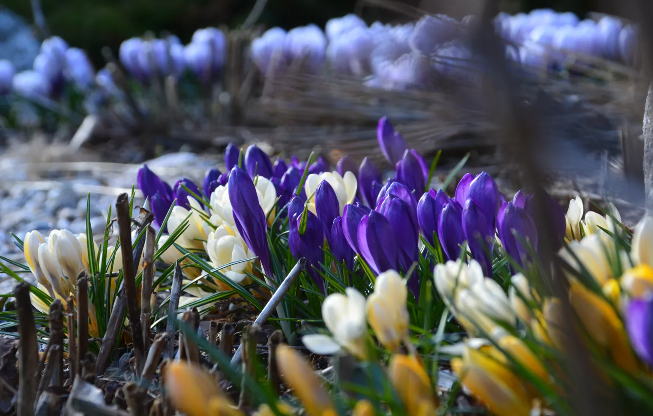 Photo wallpaper purple, flowers, yellow, glade, blur, spring, crocuses, white