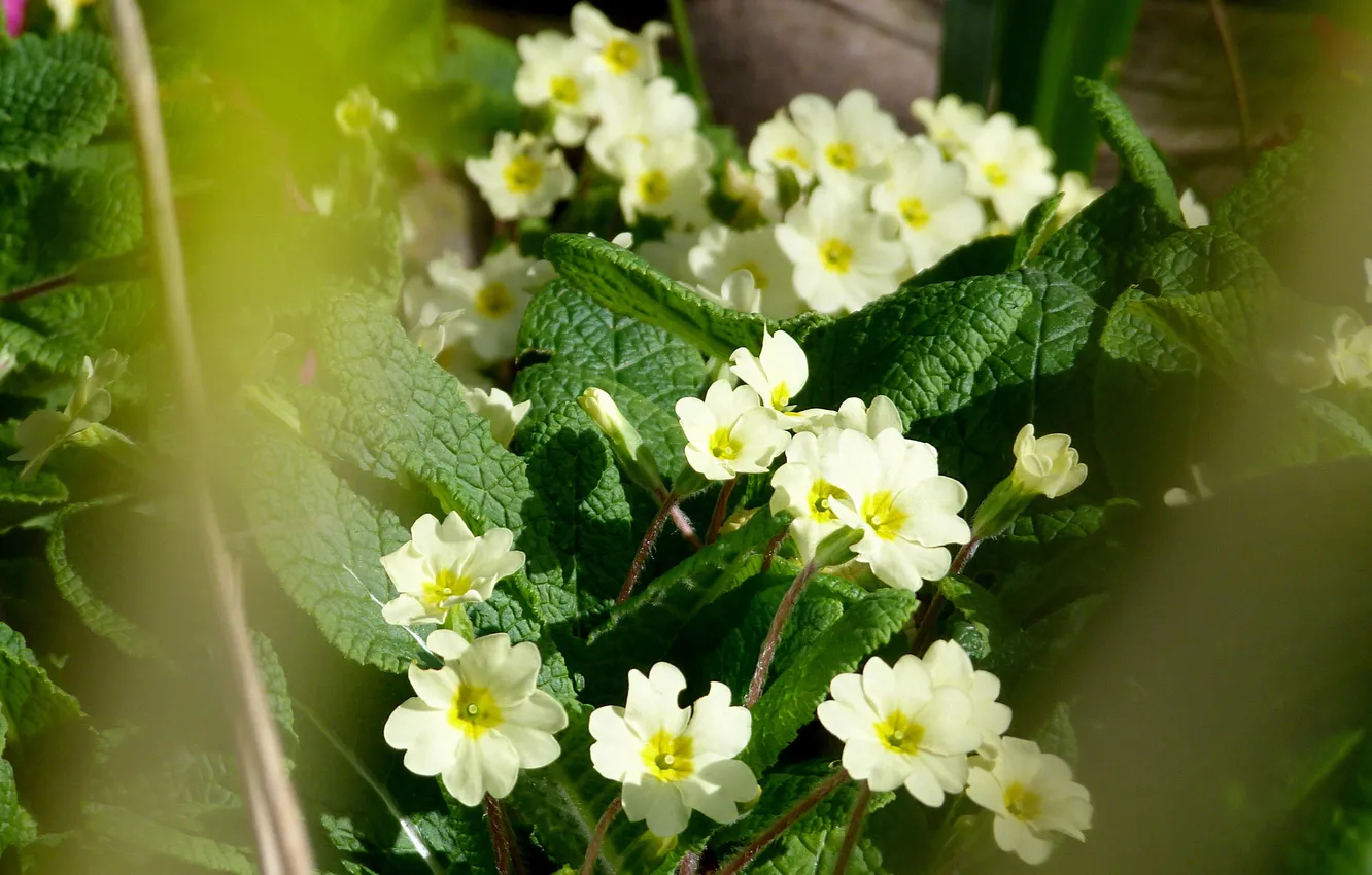 Photo wallpaper flowers, spring, white, Primula