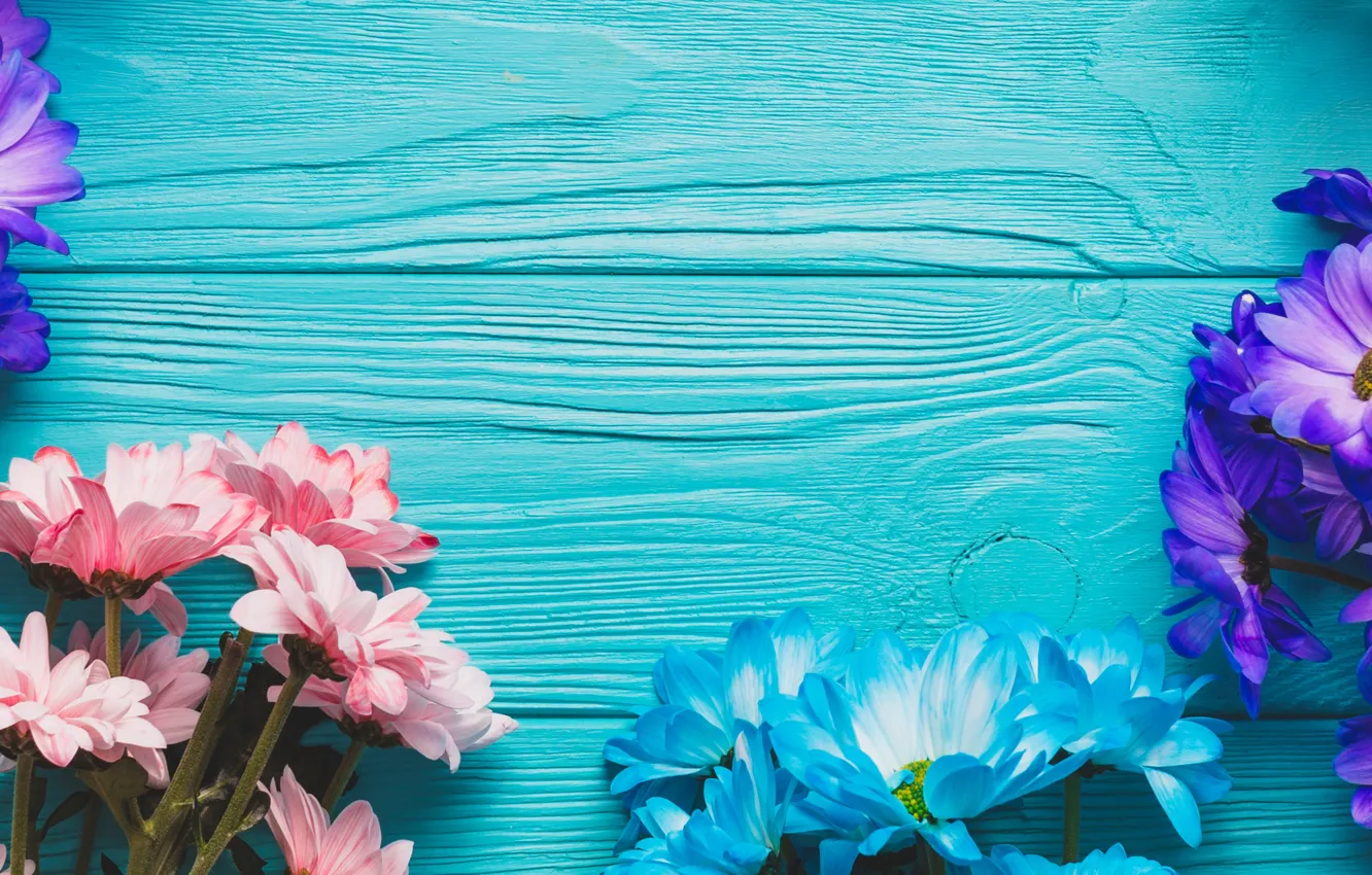 Photo wallpaper flowers, spring, colorful, Board, chrysanthemum, wood, blue, flowers