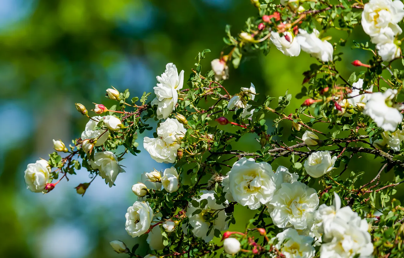 Photo wallpaper flowers, nature, spring, briar