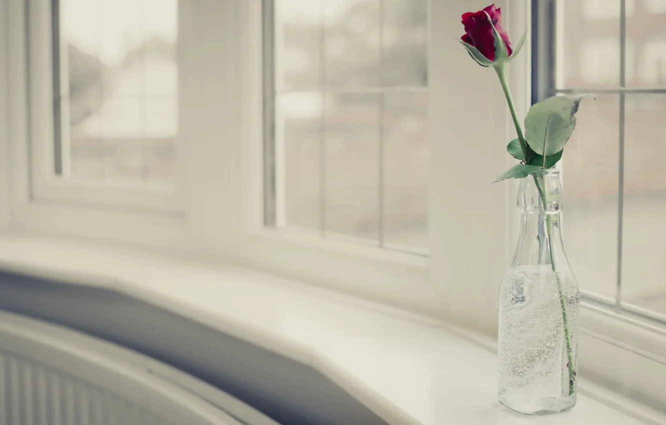 Photo wallpaper flowers, background, rose, vase