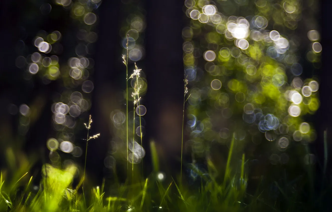 Photo wallpaper grass, macro, light, nature