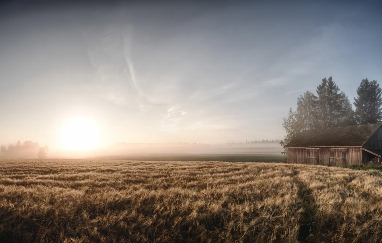 Photo wallpaper field, fog, morning