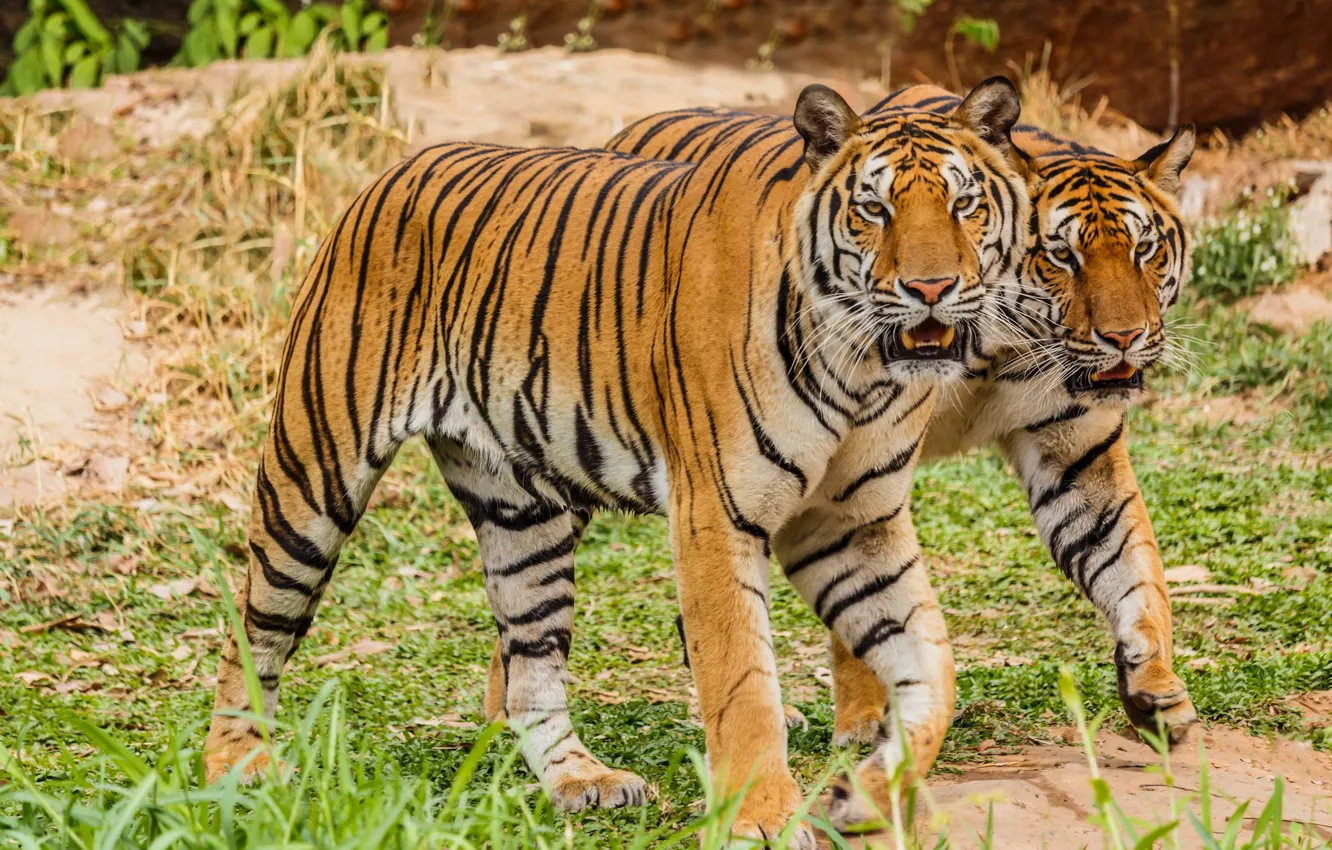 Photo wallpaper pair, tigers, big cats