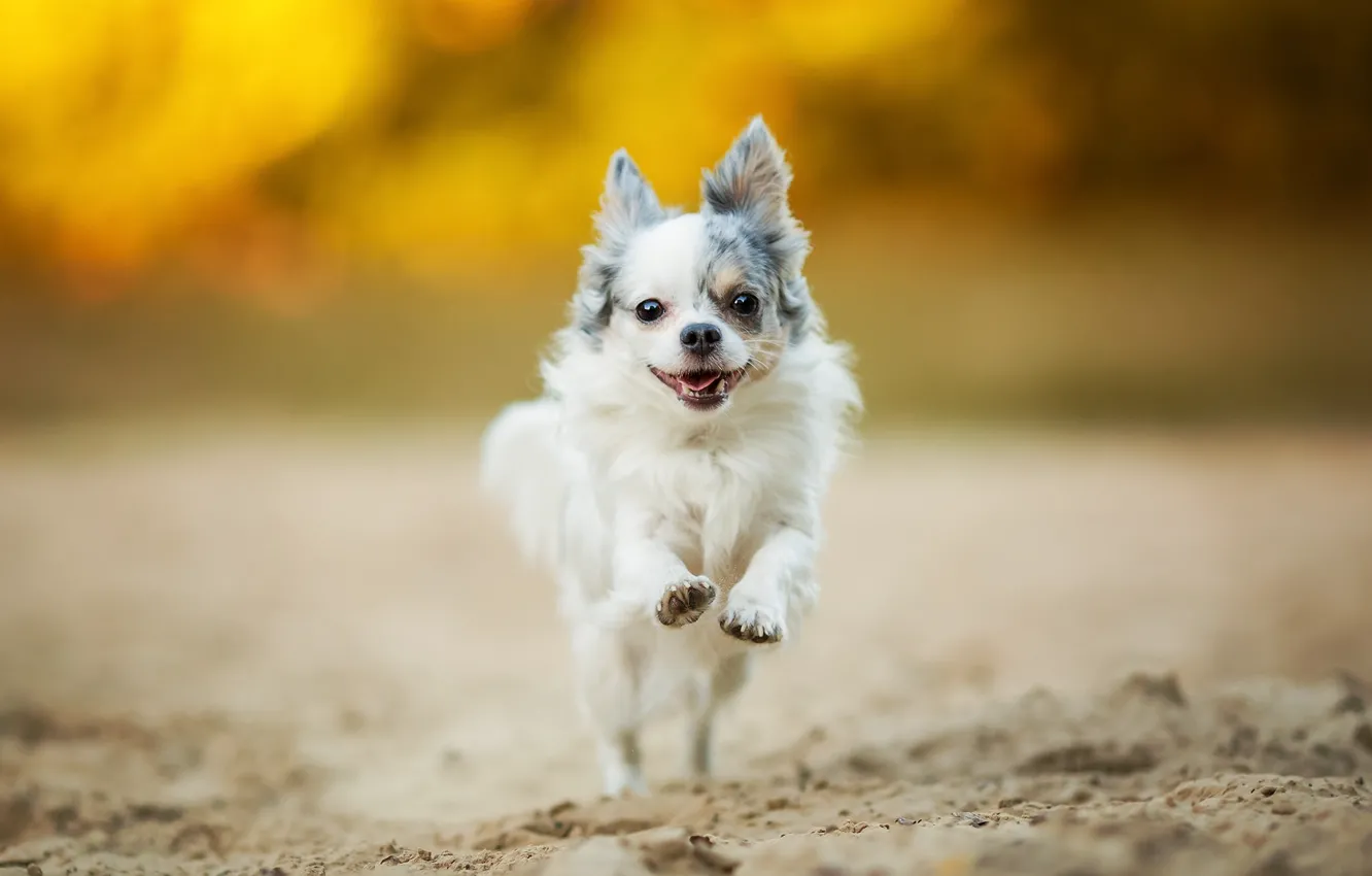 Photo wallpaper mood, walk, Chihuahua, dog