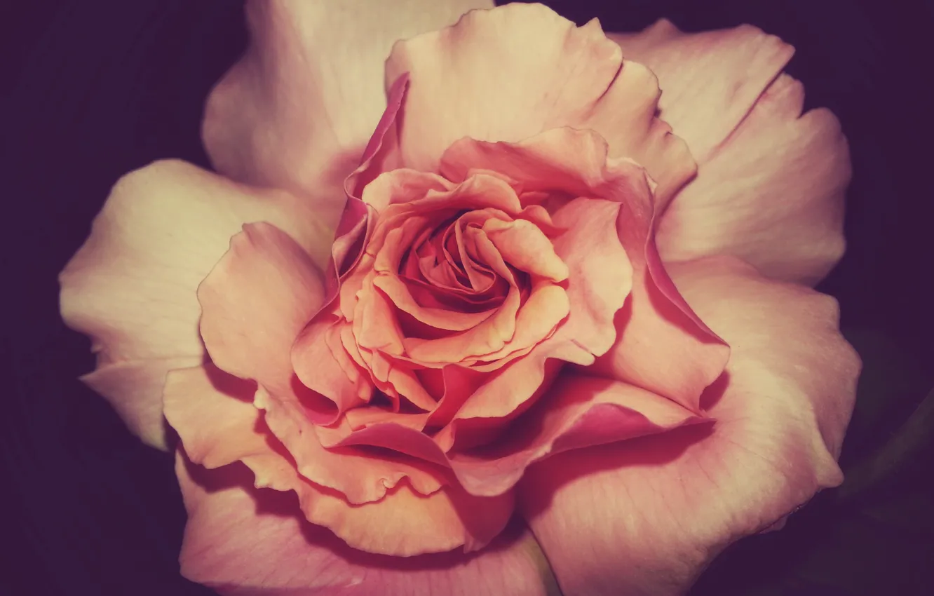 Photo wallpaper flowers, roses, beauty, scarlet