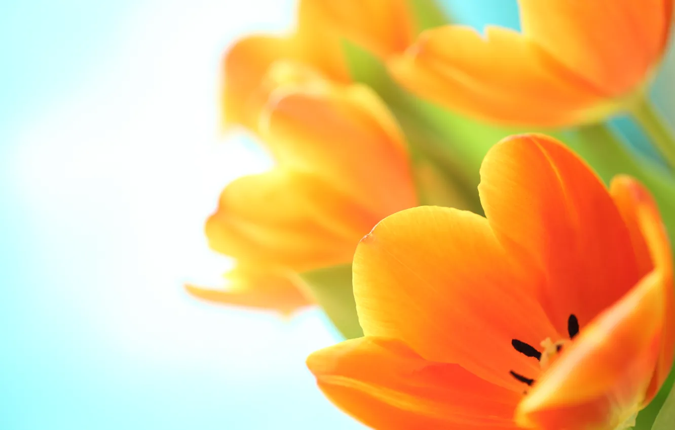 Photo wallpaper macro, flowers, tulips