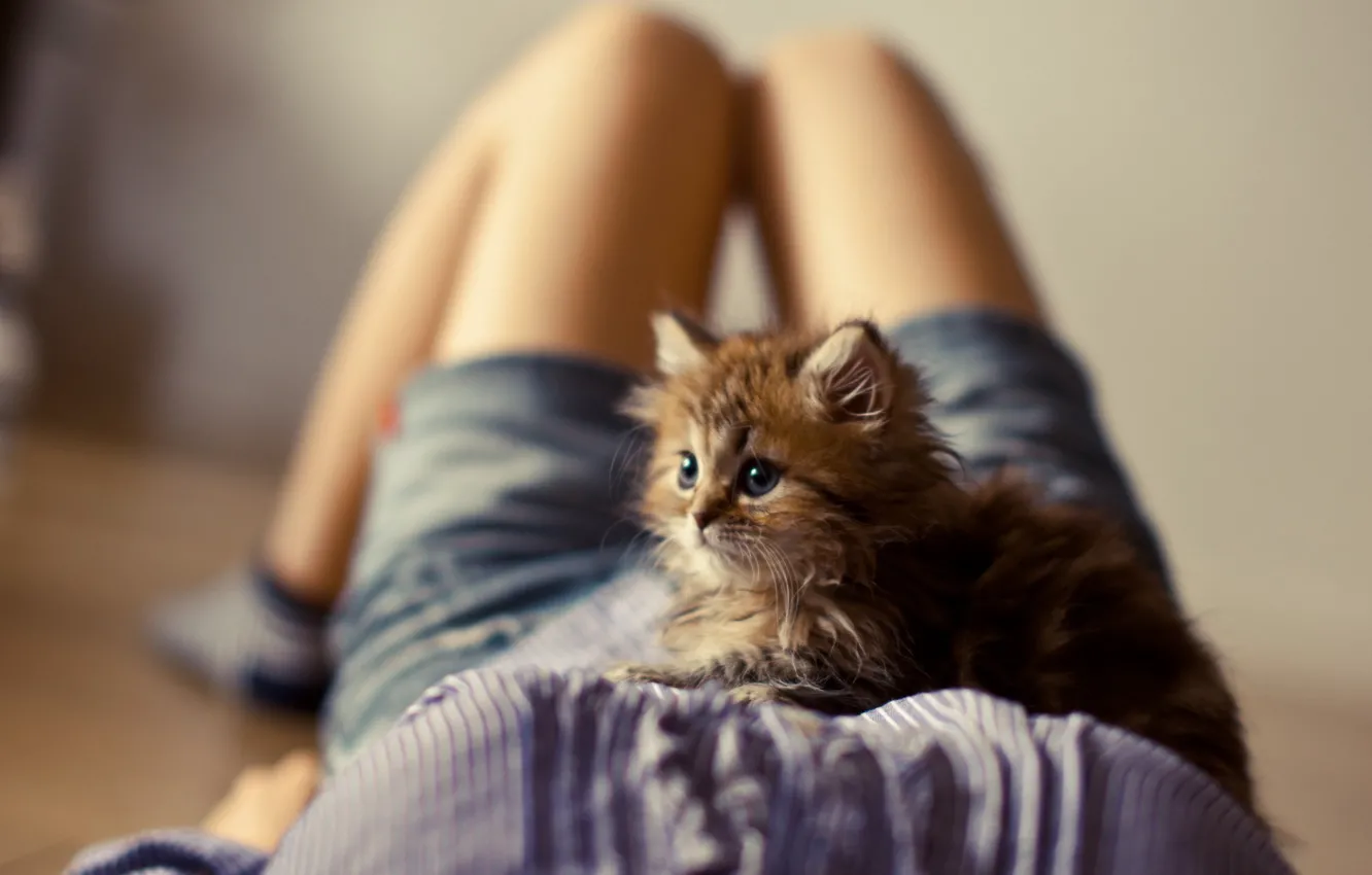 Photo wallpaper girl, kitty, legs