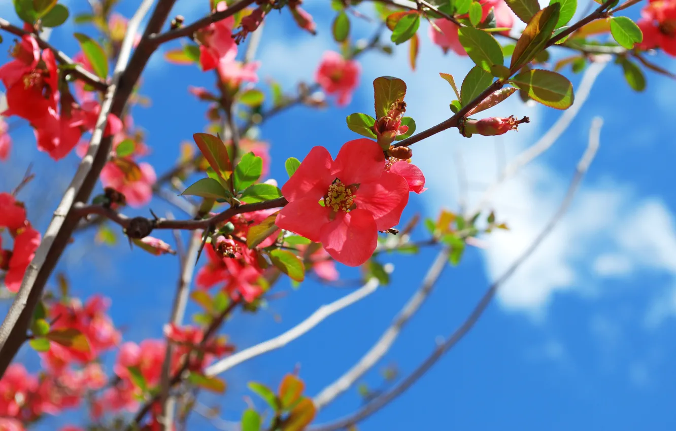 Photo wallpaper spring, flowering, blossom, Spring, Flowering trees