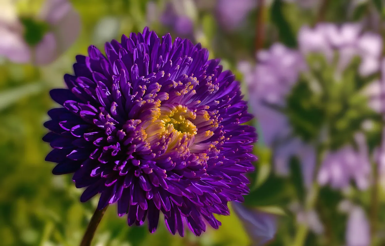 Photo wallpaper flowers, background, asters