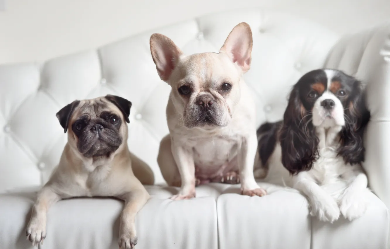 Photo wallpaper dogs, look, pug, trio, Spaniel, French bulldog, Trinity