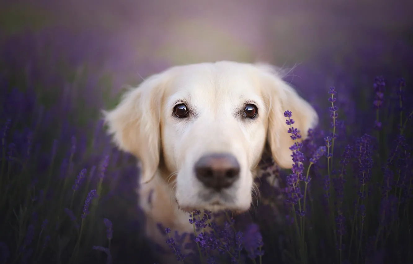 Photo wallpaper look, face, dog, lavender, bokeh, Golden Retriever, Golden Retriever