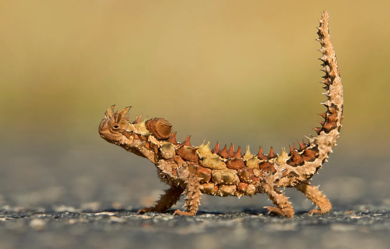 Photo wallpaper lizard, Australia, reptile, Moloch, National Park Watarrka