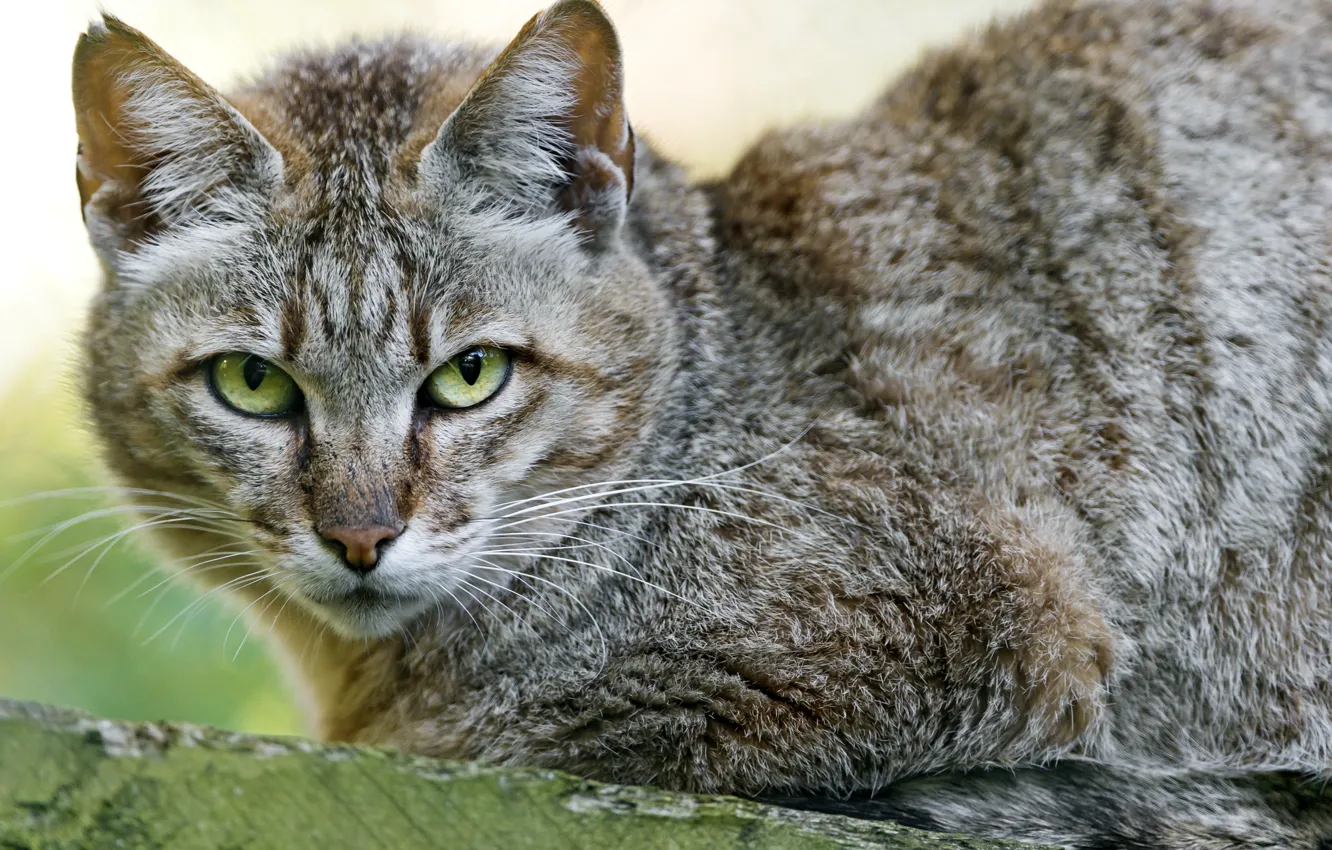 Photo wallpaper cat, portrait, wild