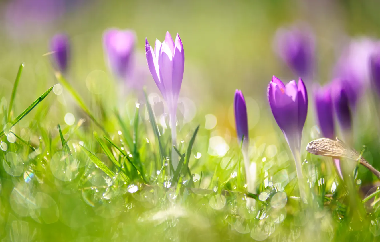 Photo wallpaper grass, drops, light, flowers, Rosa, glare, glade, blur