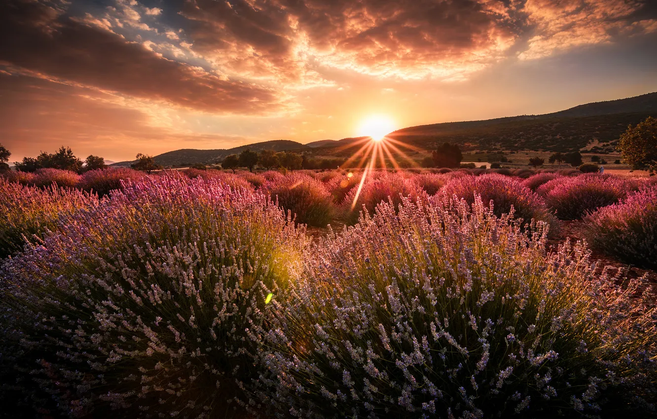 Photo wallpaper sunset, flowers, mountains, lavender, plantation, bushes, lavender field
