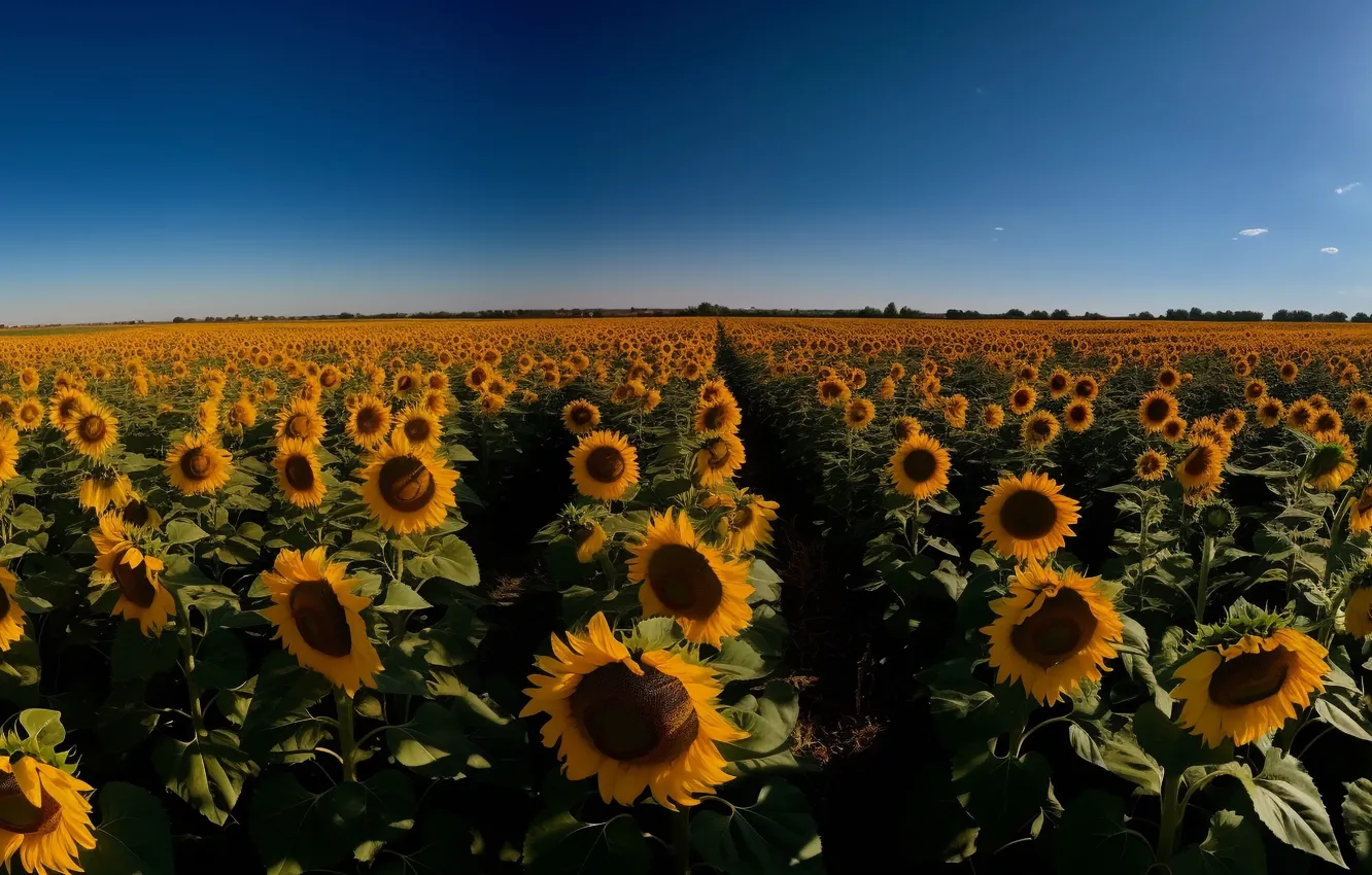 Photo wallpaper field, summer, the sky, sunflowers, flowers, yellow, nature, blue