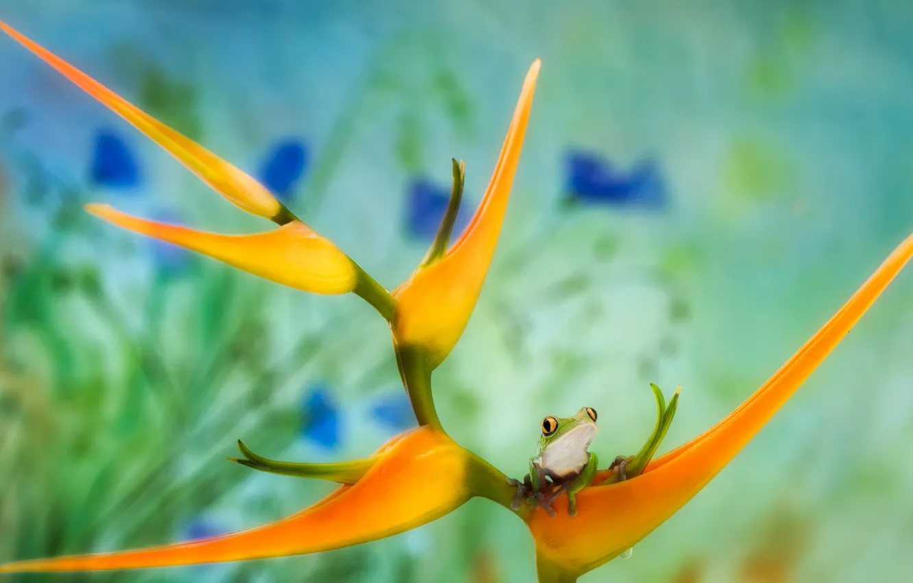 Photo wallpaper flower, nature, frog