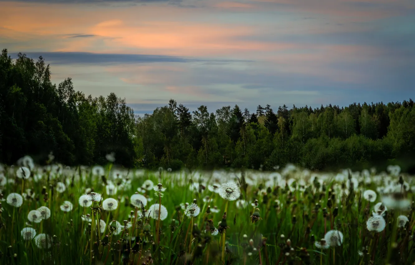 Photo wallpaper field, nature, dandelion
