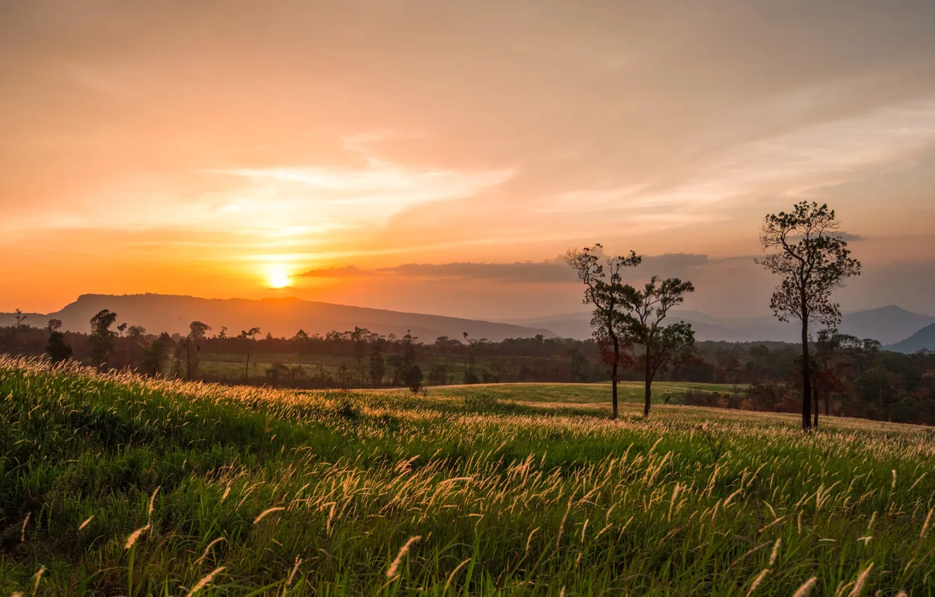 Photo wallpaper field, summer, the sky, trees, sunset, the evening, spikelets, space